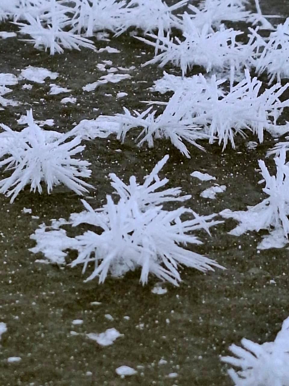 Ледяные розы. На льду Костромского моря