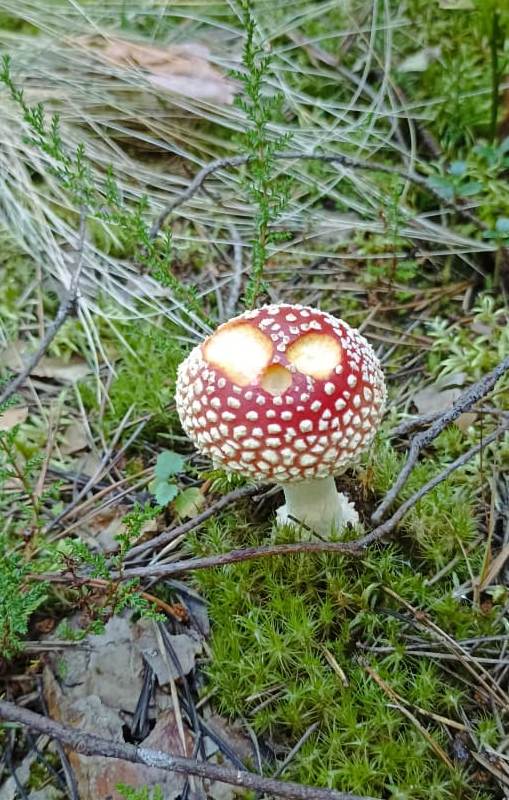 Август. Макарьевский лес